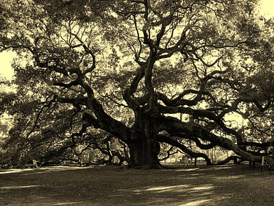 Lights Camera Action Royalty Free Images - Angel Oak Tree Sepia Royalty-Free Image by Susanne Van Hulst