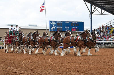 Beer Photos - Anheuser Busch Clydesdales Pulling a Beer Wagon USA Rodeo by Sally Rockefeller