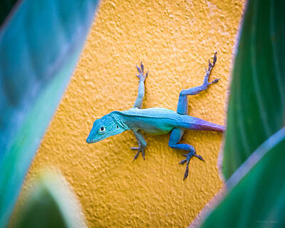 Road And Street Signs - Anole by Frank Mari