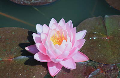 Nfl Team Signs - Another Pink Water Lily by Mary Koval