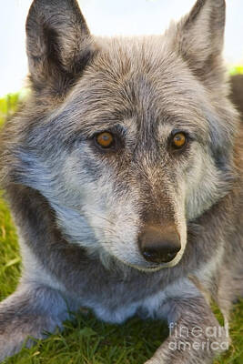 Steven Krull Royalty-Free and Rights-Managed Images - Apache the Wolf by Steven Krull