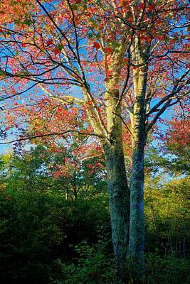 Vintage Automobiles - Appalachian Fall Trees by Carol Montoya