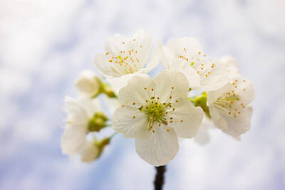 Animal Portraits - Apple blossom bright white and delicate by Matthias Hauser
