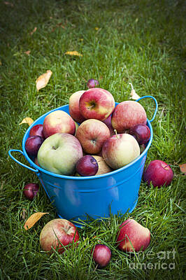 Food And Beverage Royalty-Free and Rights-Managed Images - Apple harvest by Elena Elisseeva