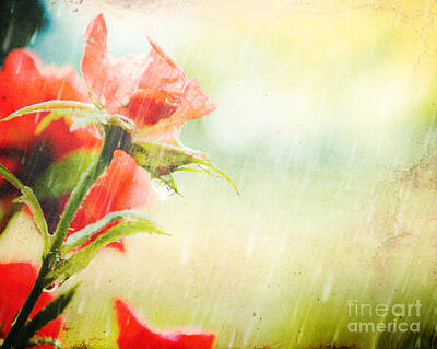 Roses Rights Managed Images - April Showers Royalty-Free Image by Jenndalyn Photography