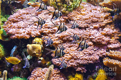 Ps I Love You Rights Managed Images - Aquarium - Pterapogon fish Royalty-Free Image by Antonio Scarpi
