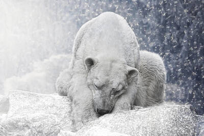 Animals Photos - Arctic Giant Sleeping by Joachim G Pinkawa
