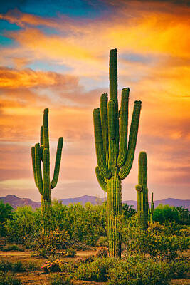 James Bo Insogna Rights Managed Images - Arizona Life Royalty-Free Image by James BO Insogna