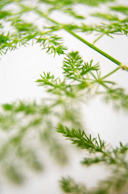 All American - Asparagus Fern by Jean Booth