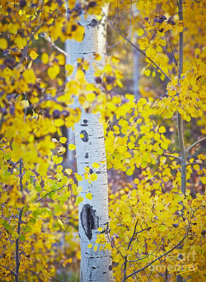 Civil War Art - Aspen tree yellow fall foliage by Matt Suess