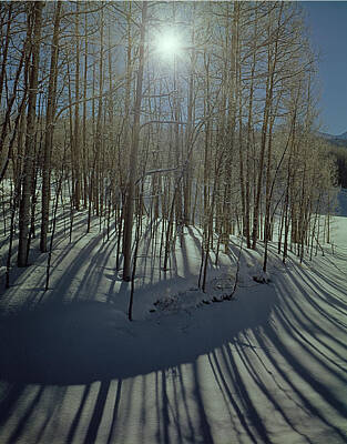 Surrealism - 210608 Aspens in Winter with Sunburst by Ed  Cooper Photography
