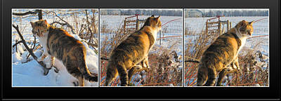 Lilies Photos - Assessing The Snow Covered Field by Tina M Wenger