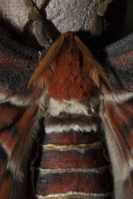 Architecture David Bowman - Atlas Moth Detail by Clifford Pugliese
