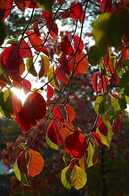 Food And Flowers Still Life - Autumn Dogwood in Evening Light by Michele Myers