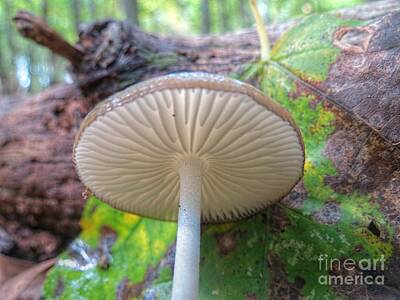 Luck Of The Irish - Autumn Mushroom by Chuck Buckner