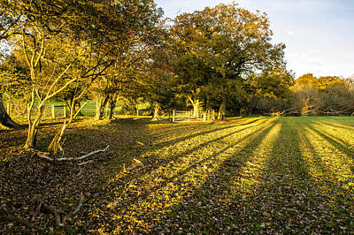 Food And Beverage Royalty-Free and Rights-Managed Images - Autumnal Shadows by Hazy Apple