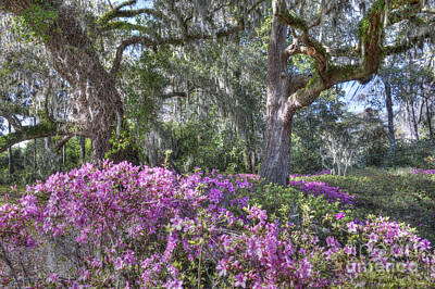 Parks - Azalea in Bloom by Dale Powell