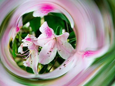 Just Desserts Rights Managed Images - Azalea Swirl Royalty-Free Image by Penny Lisowski