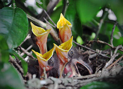 A Tribe Called Beach - Baby Mockingbirds In The Nest by Savannah Gibbs