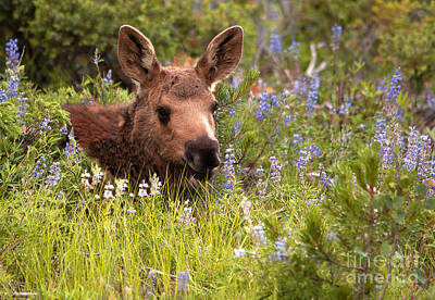 Impressionist Nudes Old Masters - Baby Moose 3 by Russell Smith