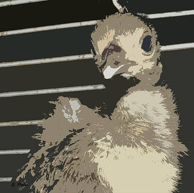 Amy Hamilton Watercolor Animals Rights Managed Images - Baby Pea Fowl Royalty-Free Image by George Pedro