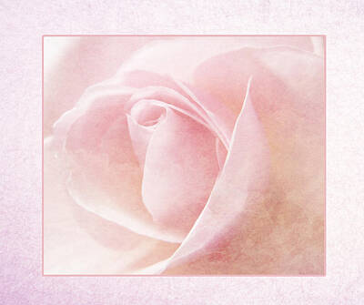 Roses Photos - Baby Pink Rose by Lynn Bolt