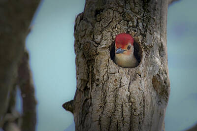 Food And Beverage Royalty Free Images - Baby Red Bellied Woodpecker Royalty-Free Image by Jack R Perry