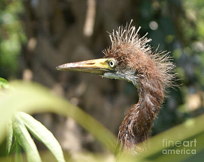 Reptiles Photo Royalty Free Images - Bad Hair Day Royalty-Free Image by Evelyn Hill