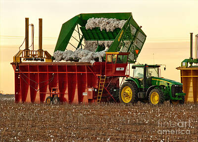 Farm Life Paintings Rob Moline - Bailing Cotton by Mae Wertz