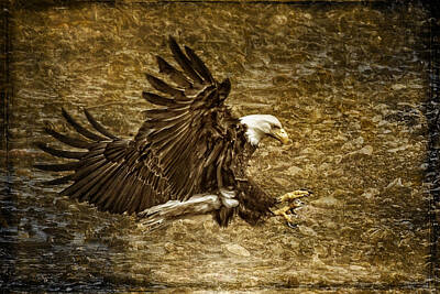 Birds Royalty-Free and Rights-Managed Images - Bald Eagle Capture by Wes and Dotty Weber