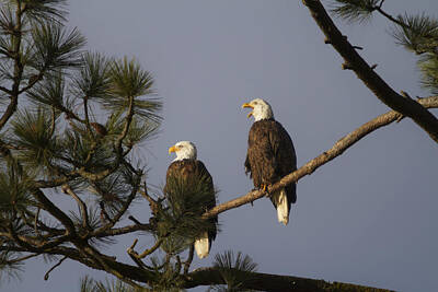 Birds Photo Rights Managed Images - Bald Eagle Couple Royalty-Free Image by Mark Kiver