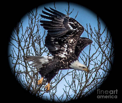 Paint Tube - Bald eagle flight from tree by Ronald Grogan