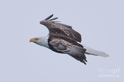Patriotic Signs - Bald Eagle Fly by 9 by Ronald Grogan