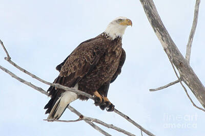 Staff Picks - Bald Eagle Sitting on small limb by Lori Tordsen