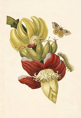 Food And Beverage Rights Managed Images - Banana Tree Flower With Io Moth Royalty-Free Image by Getty Research Institute