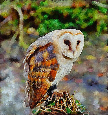 Jazz Collection - Barn Owl by Chris Thaxter