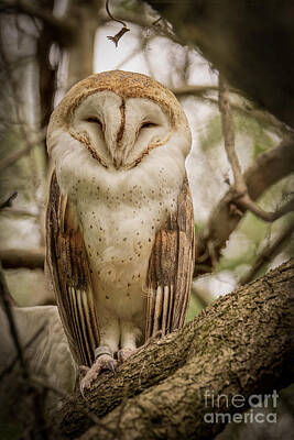 Temples - Barn Owl by Matthew Trudeau