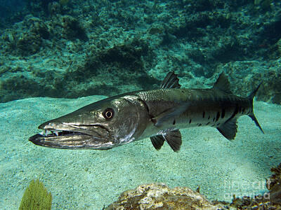Reptiles Royalty Free Images - Barracuda Royalty-Free Image by Carey Chen