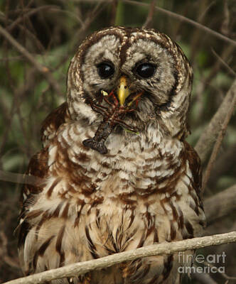 Architecture David Bowman - Barred Owl Eating Crawfish by Kelly Morvant