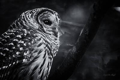 Rose Royalty Free Images - Barred Owl Royalty-Free Image by Everet Regal