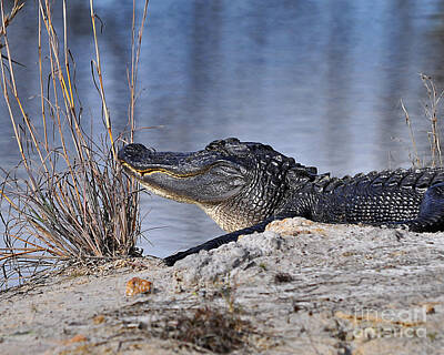 Reptiles Photo Royalty Free Images - Basking on the Beach Royalty-Free Image by Al Powell Photography USA