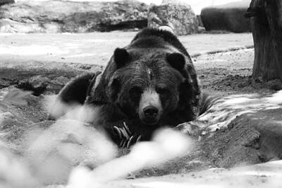 Woodland Animals - Bear by Tracy Winter