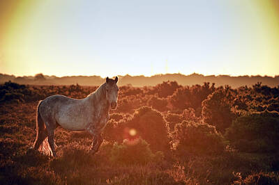 Abstract Sailboats - Beautiful image of New Forest pony horse backlit by rising sun i by Matthew Gibson