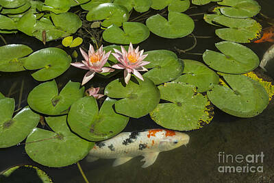 Lilies Rights Managed Images - Beautiful lily pond with pink water lilies in bloom with koi fis Royalty-Free Image by Jamie Pham