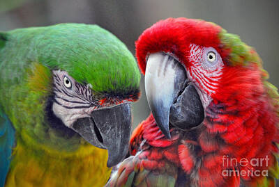 Colored Pencils - Beautiful Parrots Couple by Savannah Gibbs