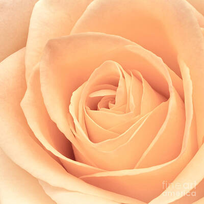 Roses Photos - Beautiful Pink Rose Square Format by Edward Fielding