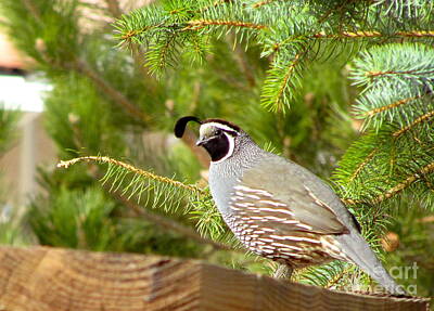 On Trend Breakfast Royalty Free Images - Beautiful Quail Royalty-Free Image by Phyllis Kaltenbach