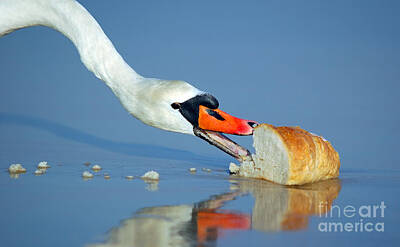 Go For Gold Rights Managed Images - Beautiful swan eating bread Royalty-Free Image by Michal Bednarek