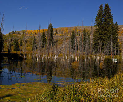 Train Photography - Beaver Pond   #1921 by J L Woody Wooden