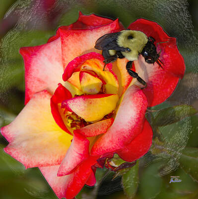 Design Pics - Bee A Rose by Joe Paradis